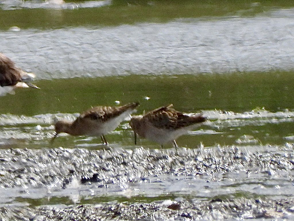 andysims4049's tweet photo. 3 Ruff new in at the mere this morning #PWC2026 116/232 10km radius 130/156. Also 2 Snipe, 1 Green Sandpiper, 21 Lapwings, 4 G W &amp; 4 L Egrets. @Lincsbirding @PatchBirding @BTO_Lincs @LincsWildlife https://t.co/FZEFiUPvhL