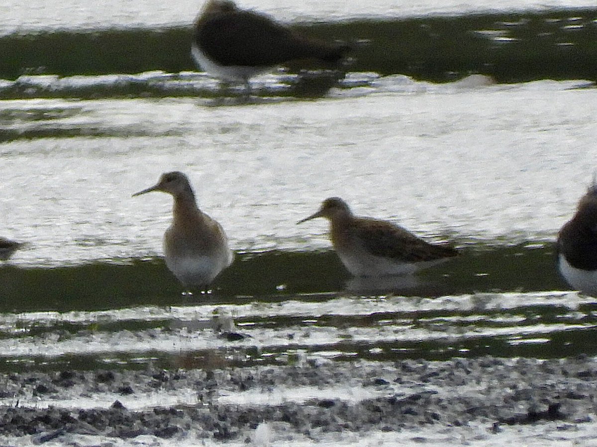 andysims4049's tweet photo. 3 Ruff new in at the mere this morning #PWC2026 116/232 10km radius 130/156. Also 2 Snipe, 1 Green Sandpiper, 21 Lapwings, 4 G W &amp; 4 L Egrets. @Lincsbirding @PatchBirding @BTO_Lincs @LincsWildlife https://t.co/FZEFiUPvhL