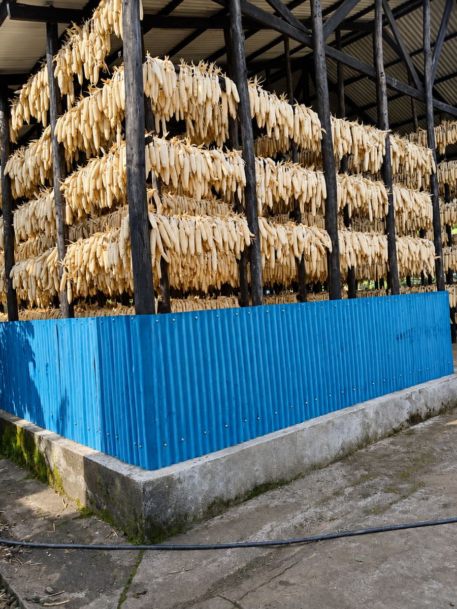cdpafrica's tweet photo. At Abajyana Nigihe Kabere Cooperative in Musanze, women are leading change, from the farm to the household and the cooperative boardroom.
Maize production: 90T to 130+T
Financing accessed: Rwf57M
Annual turnover: Rwf67.5M
Membership: 28 to 120 https://t.co/lUJbPWUNeM