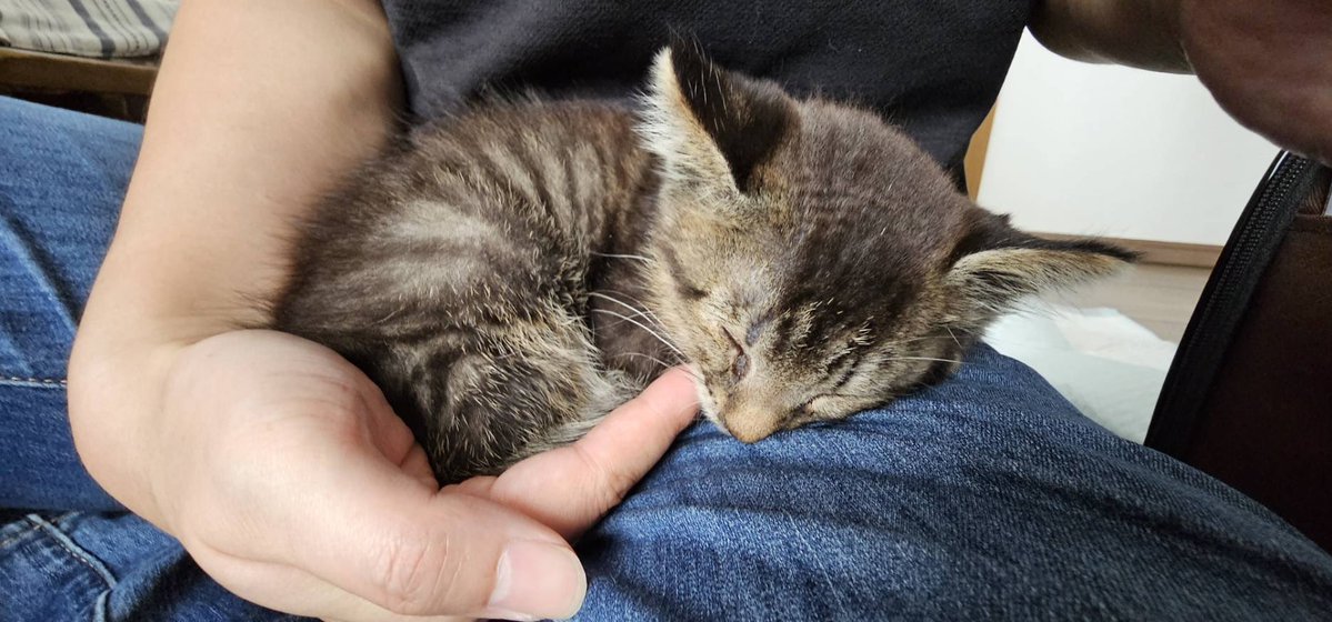 k1nG_fisheR's tweet photo. 子猫を保護して1ヶ月。
元気ないたずらっ子との生活にも慣れてきた。 https://t.co/mWPftgQFS9