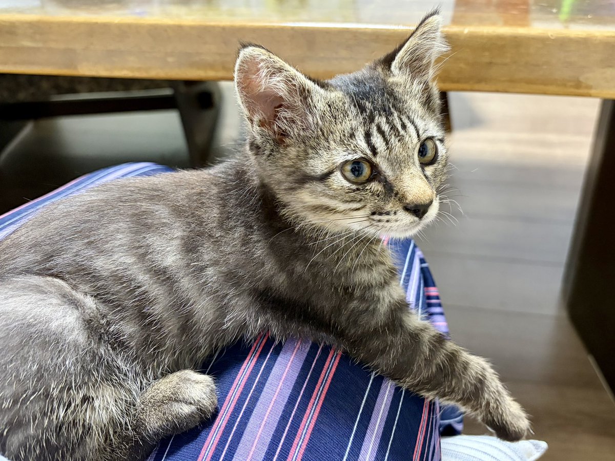 k1nG_fisheR's tweet photo. 子猫を保護して1ヶ月。
元気ないたずらっ子との生活にも慣れてきた。 https://t.co/mWPftgQFS9