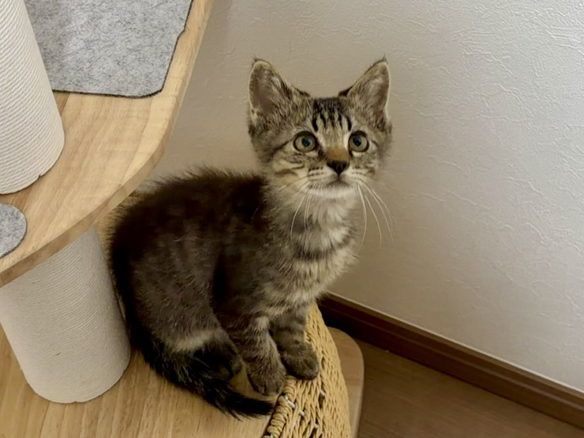 k1nG_fisheR's tweet photo. 子猫を保護して1ヶ月。
元気ないたずらっ子との生活にも慣れてきた。 https://t.co/mWPftgQFS9