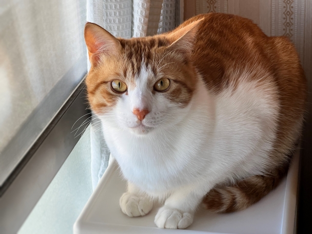 neko2time's tweet photo. 猫が「飼い主を選ぶ」本当の心理

猫が「飼い主を選ぶ」
本当の心理。
猫は気まぐれに見えて、
実はちゃんと人を見ています。

今日は、そのやさしい心理を
少しずつお話ししますね。
猫が人に懐くとき、
いちばん大切なのは
「安心できるかどうか」です。

大きな声や急な動きをせず、
猫のペースを尊重してくれる人。
そんな存在に、
猫は心を開きやすいのです。

ご飯をくれる人だけに
懐くわけではありません。
一緒にいる時間の質や、
触り方の優しさが
大きく影響します。
研究でも、猫は飼い主に対して
赤ちゃんや犬と同じような
「安定した愛着」を
示すことがわかっています。

飼い主が部屋を出ると不安になり、
戻ってくると安心して
そばに寄ってくる。
そんな姿は、
猫なりの「この人がいい」という
選択の表れなのです。

猫は自分から近づいてきたり、
膝の上に乗ったり、
ゆっくり瞬きを送ったりして
好意を伝えます。
それは「あなたを選んだよ」という
静かなメッセージ。

今日も、愛猫の小さな仕草を
優しく受け止めてあげてくださいね。
その積み重ねが、
深い絆を育てていきます。