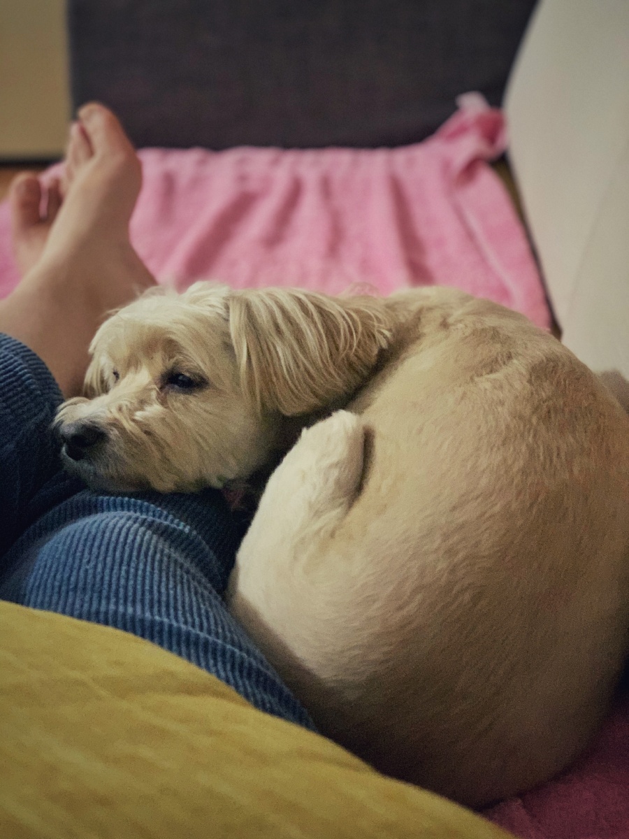 hailly_del's tweet photo. My pup’s sleepy head on my lap + a warm snack = the perfect end to a tiring workday https://t.co/gPaochi40J
