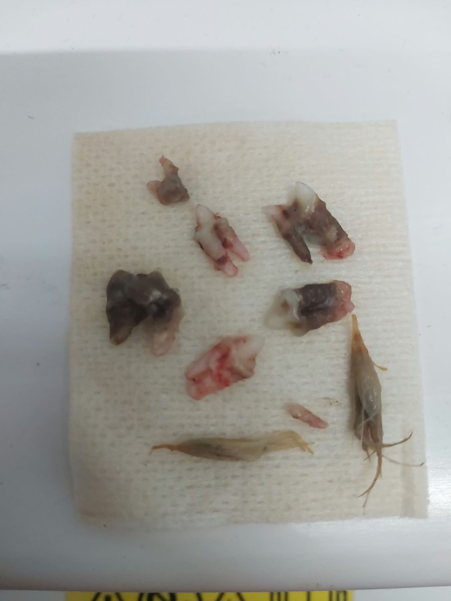 kedilernilknuru's tweet photo. Ağzının içinde pisi pisi otları, çürük dişleri, kafasında dev gibi apse ile iyiki karşıma çıktın.
Tedavi ve ameliyat ücreti 17.000 lira için destek rica ediyorum. https://t.co/2kFHFtBWek