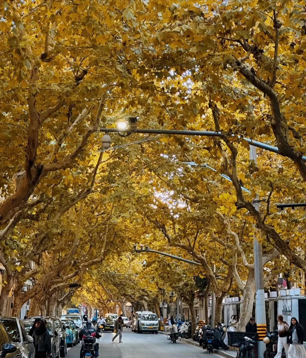 focusweightlos5's tweet photo. Autumn breeze and golden leaves  Perfect for a cozy walk with a warm latte. https://t.co/ISQKs4vaFd