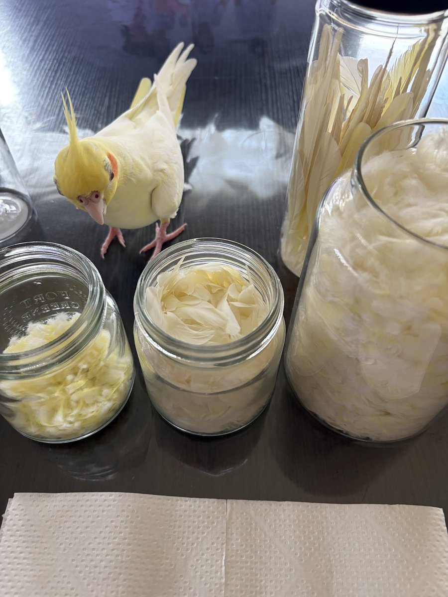 BENI_cockatiel's tweet photo. 飼い主の趣味が理解できないベニ🐥ｷﾓ..
洗って乾かして仕分け作業中🪶

#オカメインコ https://t.co/fCTjR2E3wP