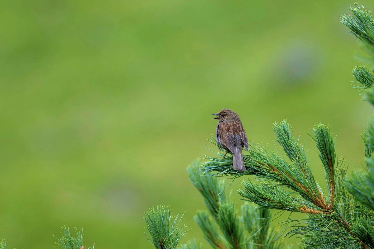 healingbird1's tweet photo. ハイマツとカヤクグリ #カヤクグリ 𝙉𝙞𝙠𝙤𝙣 ℤ50Ⅱ + NIKKOR ℤ180-600mm f/5.6-6.3 VR  #Nikon #Z50II  #Z180600 https://t.co/cTKLWEndEb