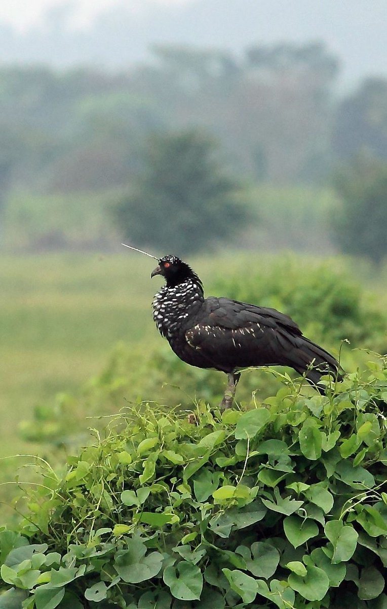 natural77384672's tweet photo. Horned screamer https://t.co/l3eaHDevSF