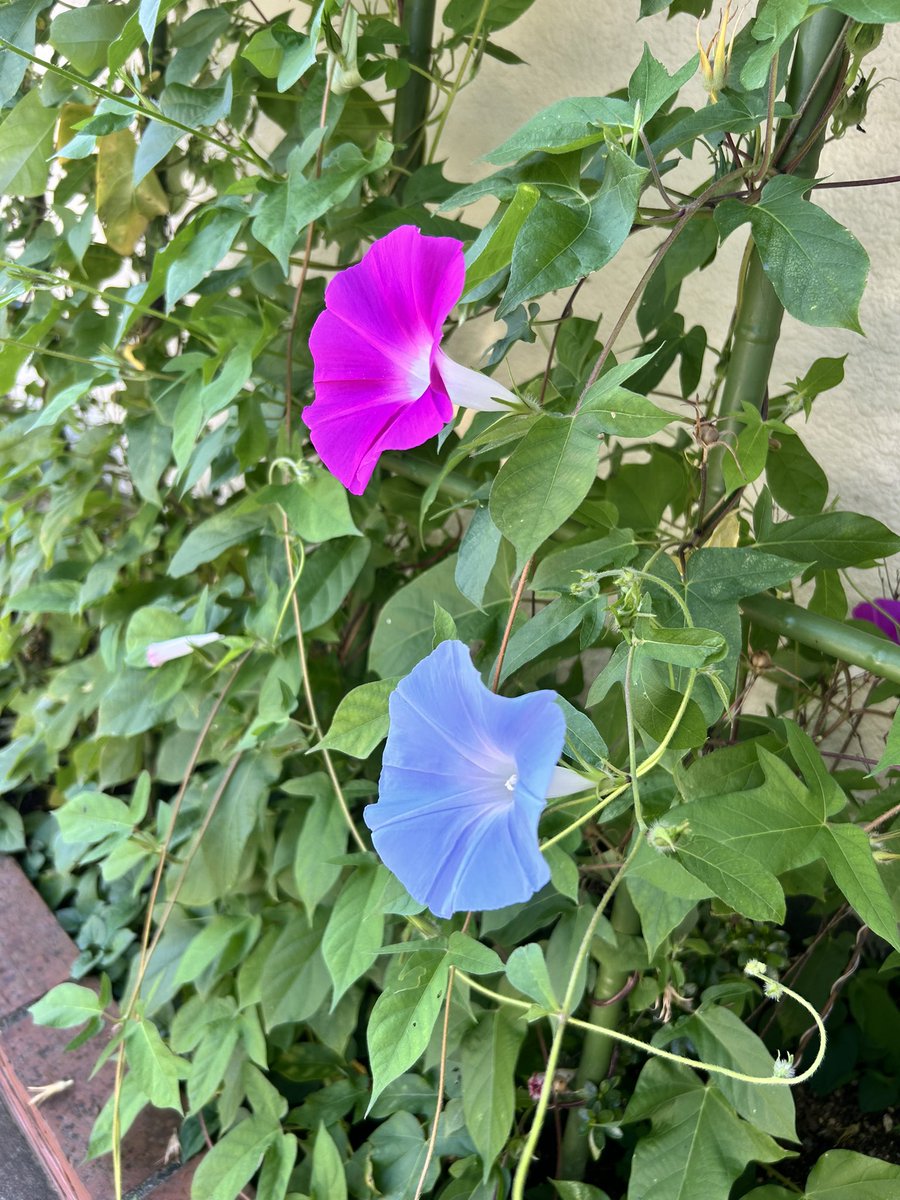 OncZtm's tweet photo. 💎子供の自由研究

私は、「小さくても、自分で最後までやり切る」お勧め！

「庭の朝顔は朝と昼でどう変わる？」

「家の中で一番涼しい場所はどこ？」

「氷はどんな条件で早く溶ける？」

「10円玉をきれいにするには何が一番効果的？」

「家族が一番好きなご飯は？」

こんなテーマでも十分かと https://t.co/GaJKEl6Vuz