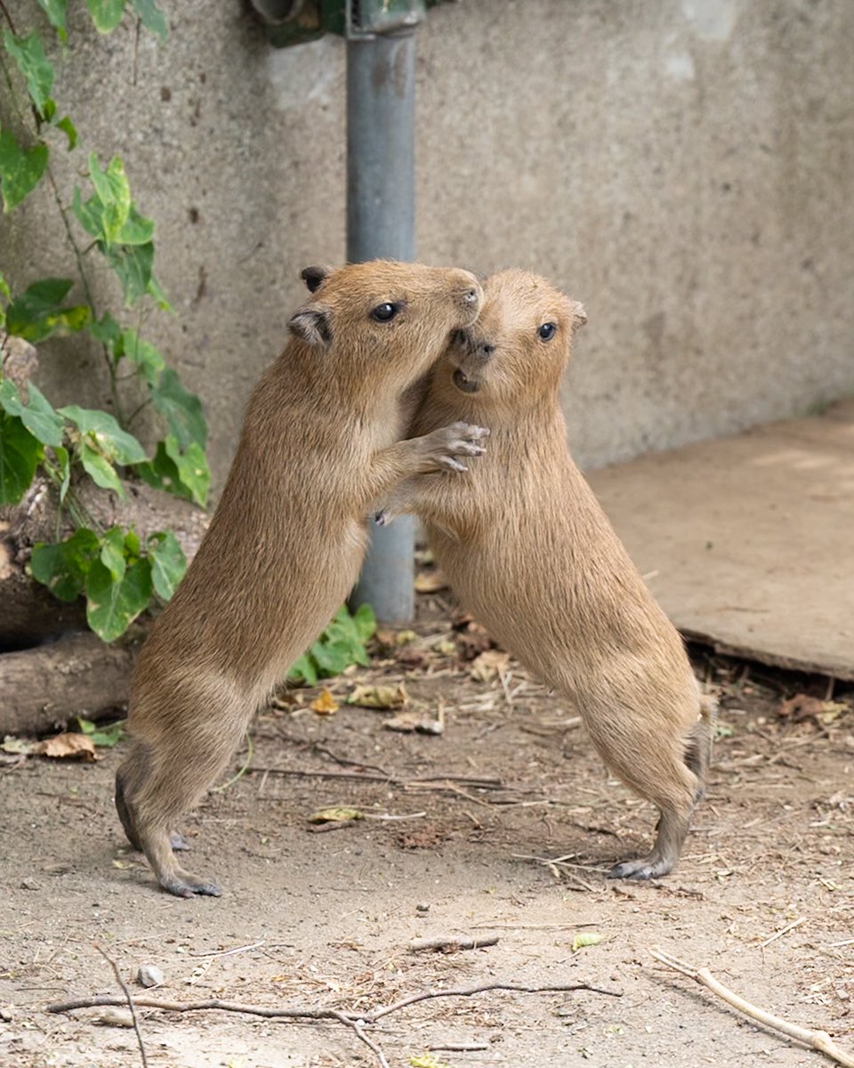 ZA6YWfSNCa45450's tweet photo. カピバラの赤ちゃん👶

2026.8

#かみね動物園
#日立市かみね動物園
#カピバラ https://t.co/YBXFDtxUT5