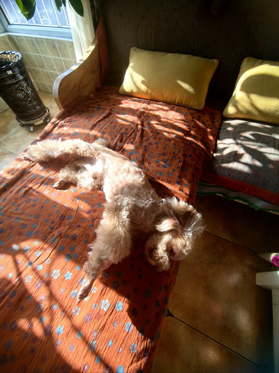 IrisYeh2's tweet photo. My tiny puppy turned into a fluffy, cuddly little companion today  Every wag, growl and lazy nap makes this journey so sweet – best 15 weeks of my life!， https://t.co/ydiCHCoNX1