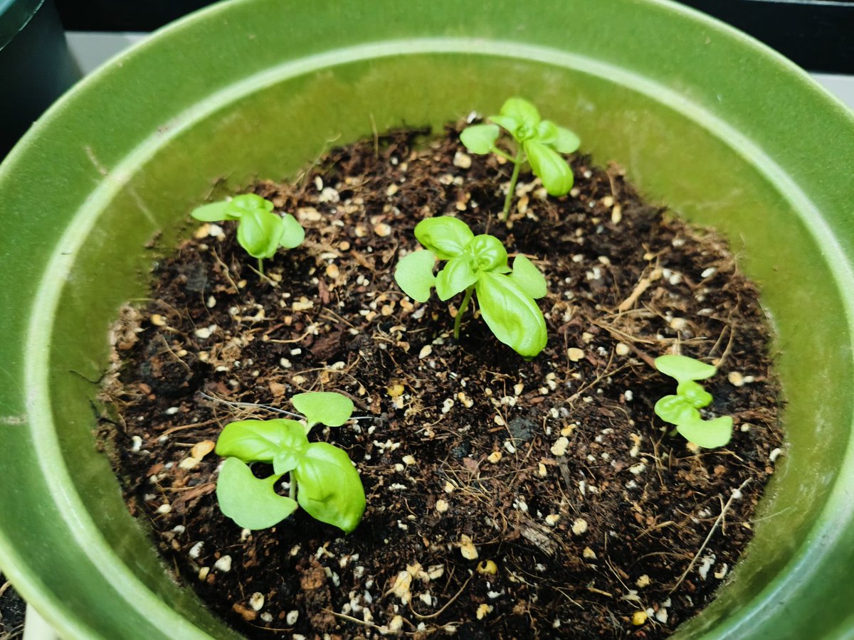 nazarnazar0072's tweet photo. Just upcycled an old mason jar into a cute herb planter—added some colorful pebbles for drainage, now my windowsill smells like fresh basil. Small DIY, big joy! https://t.co/GbMqwYm5bw