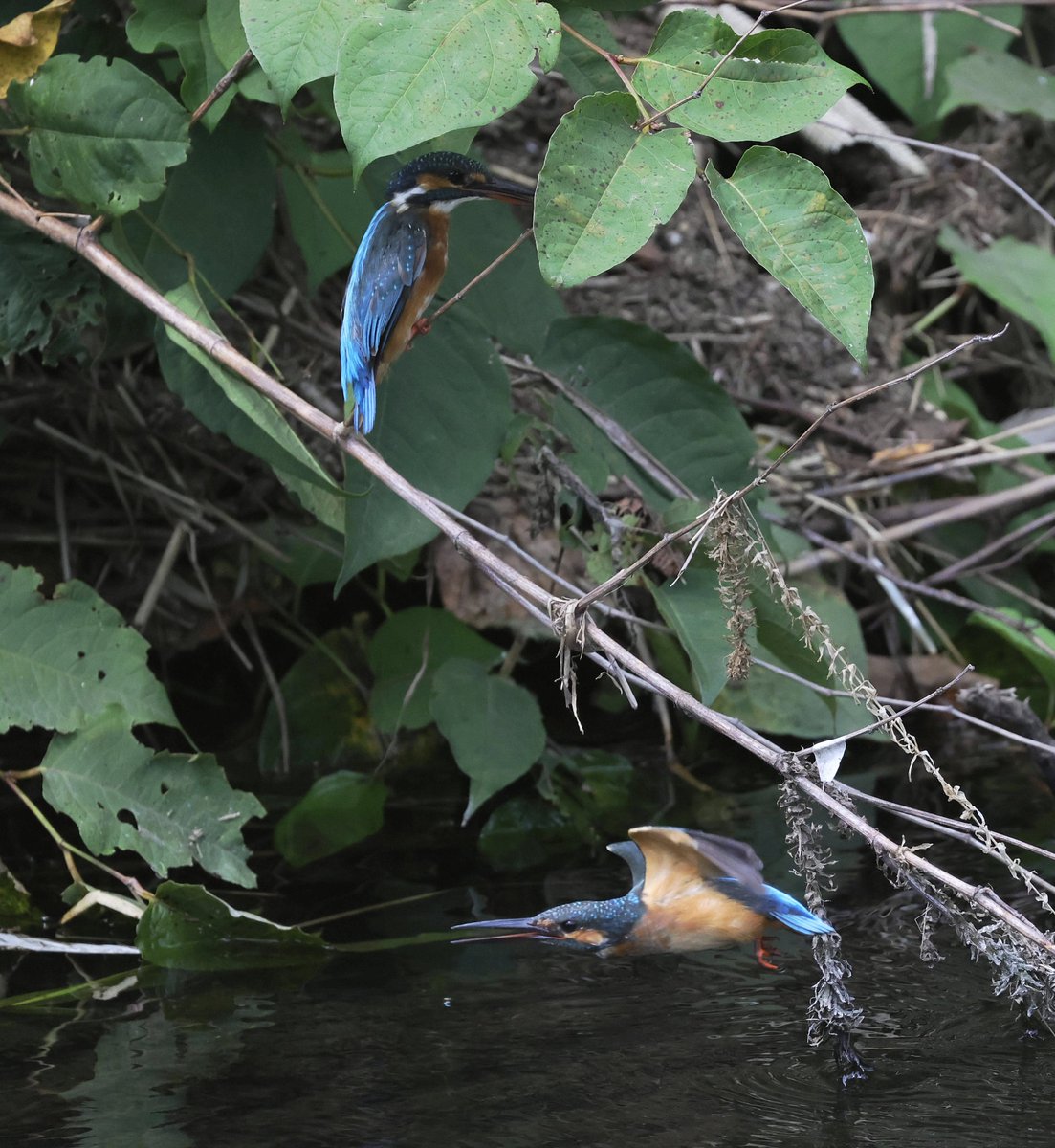 MaruchaX298364's tweet photo. 今日出てくれたのはこの２羽だけ
#カワセミ #kingfisher #野鳥写真 #野鳥撮影 https://t.co/TiF7zPYP35