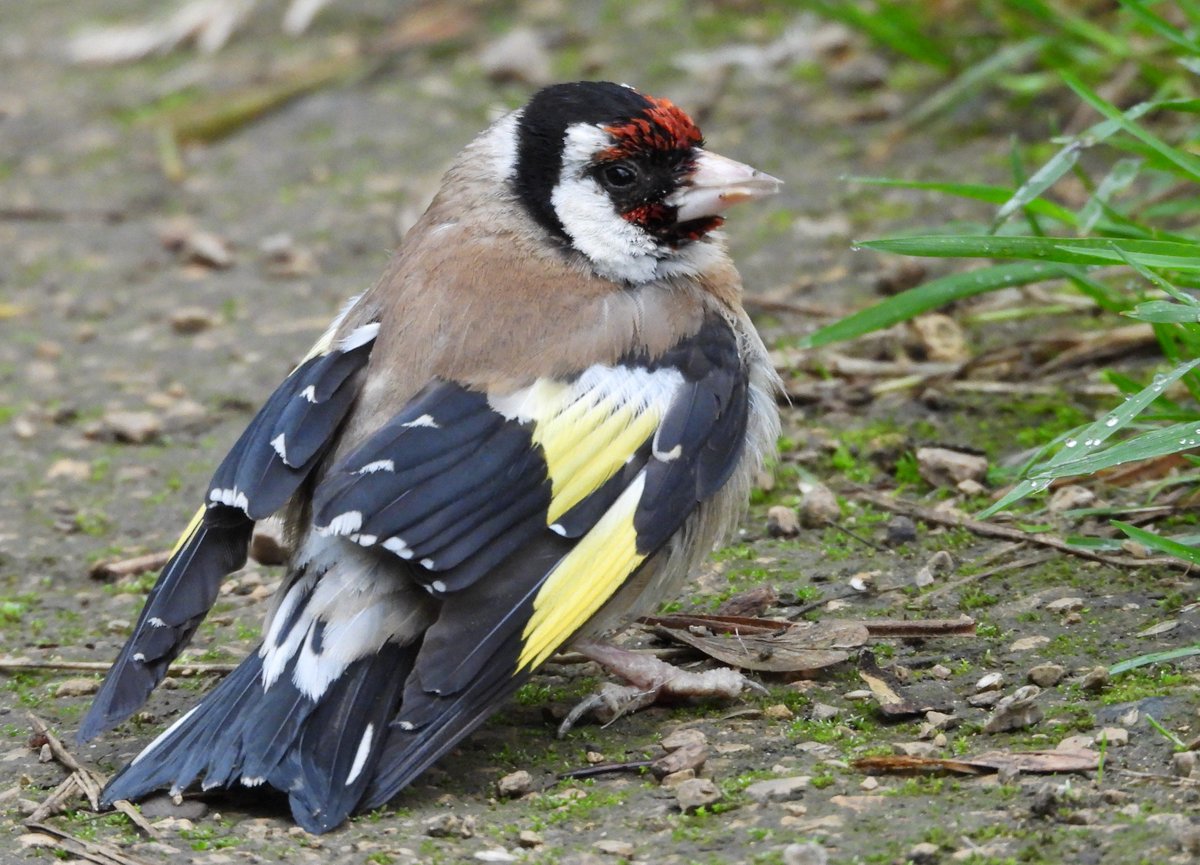 dBwarro's tweet photo. I thought this goldfinch was hurt as it didn't flee when I approached..however when a passing dog walker came along it disappeared without hesitation! #FinchFriday so I think it's alright. https://t.co/hCpIriqSbx