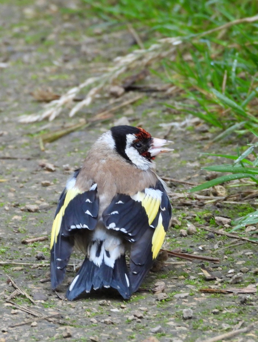 dBwarro's tweet photo. I thought this goldfinch was hurt as it didn't flee when I approached..however when a passing dog walker came along it disappeared without hesitation! #FinchFriday so I think it's alright. https://t.co/hCpIriqSbx