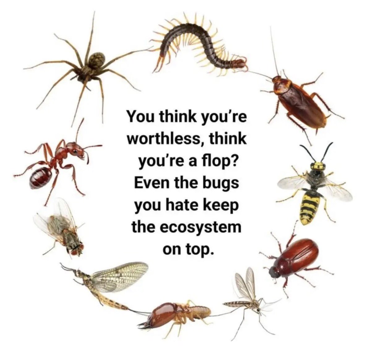 entomemeology's tweet photo. https://t.co/bdmadRYkCi