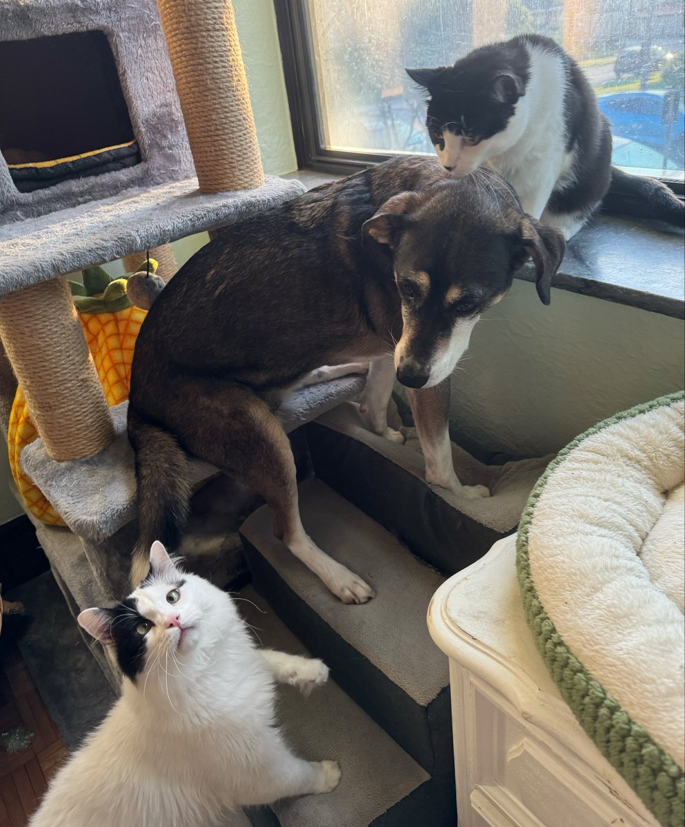 itslittletunny's tweet photo. Just two gal pals and their beloved large son 👯‍♀️🫶💐 https://t.co/llofkWUYp3