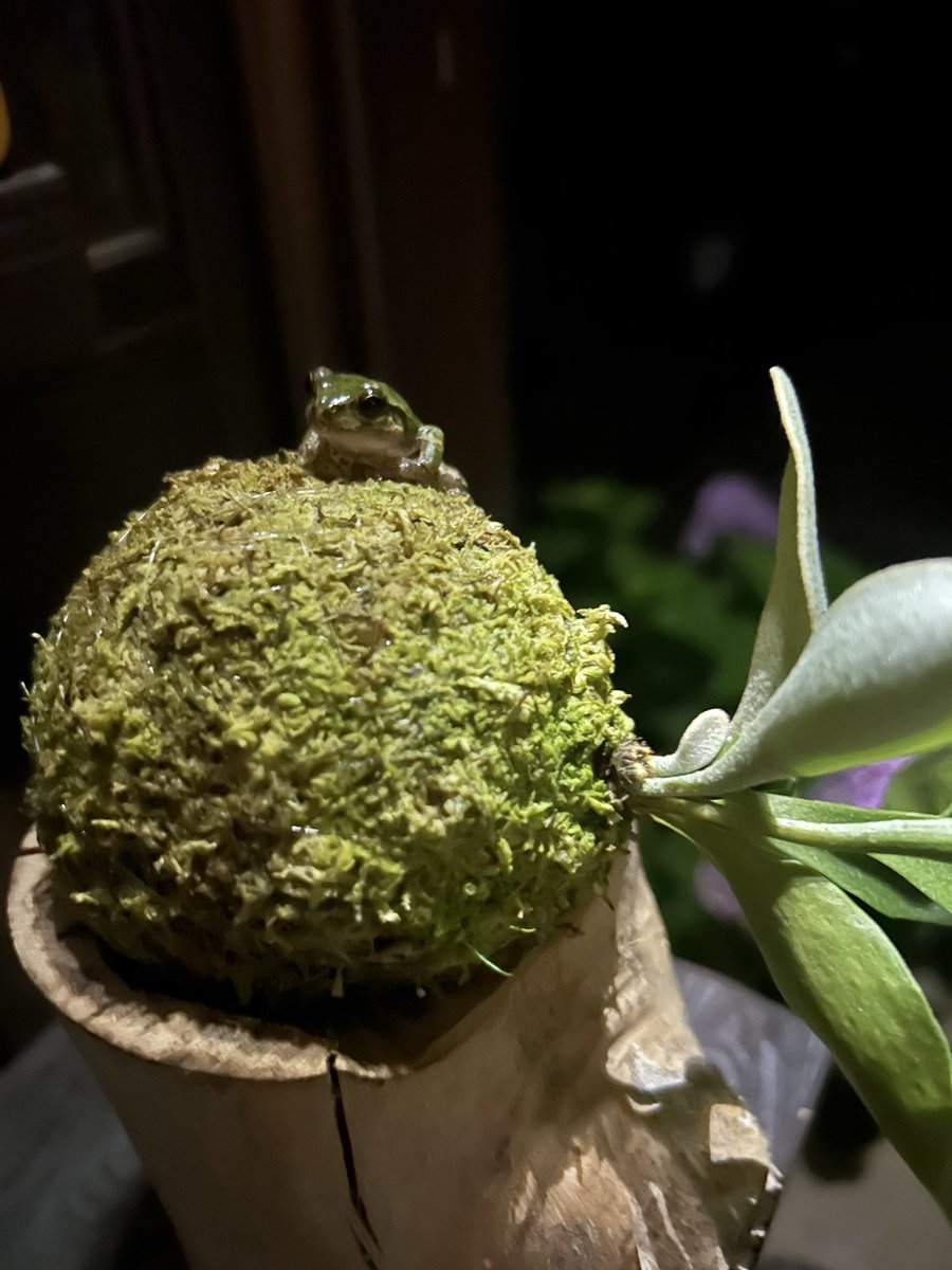 1019coffee's tweet photo. 苔玉にお客さん🐸 https://t.co/LQ9RTXfUZj