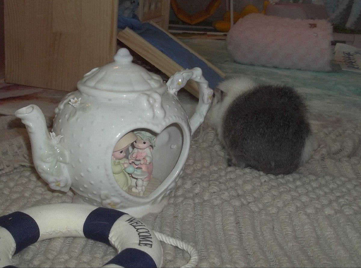 mazemaimall's tweet photo. 🫖
     🌱
           🐹 https://t.co/q2BETIt3IV