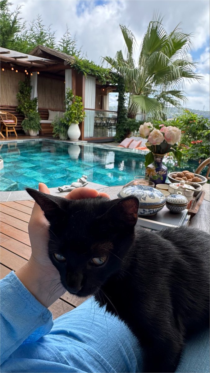 iq1l2's tweet photo. Sweet kedi 🐈‍⬛ https://t.co/4enteMmIUR