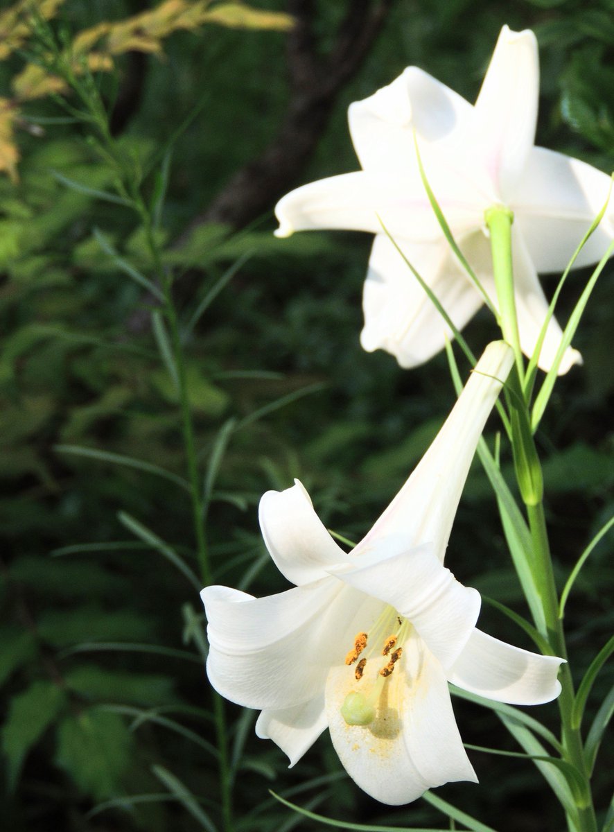 ponio421's tweet photo. 火事のあった団地の花壇にて

Nikon COOLPIX P510 https://t.co/PKfxWYXX45