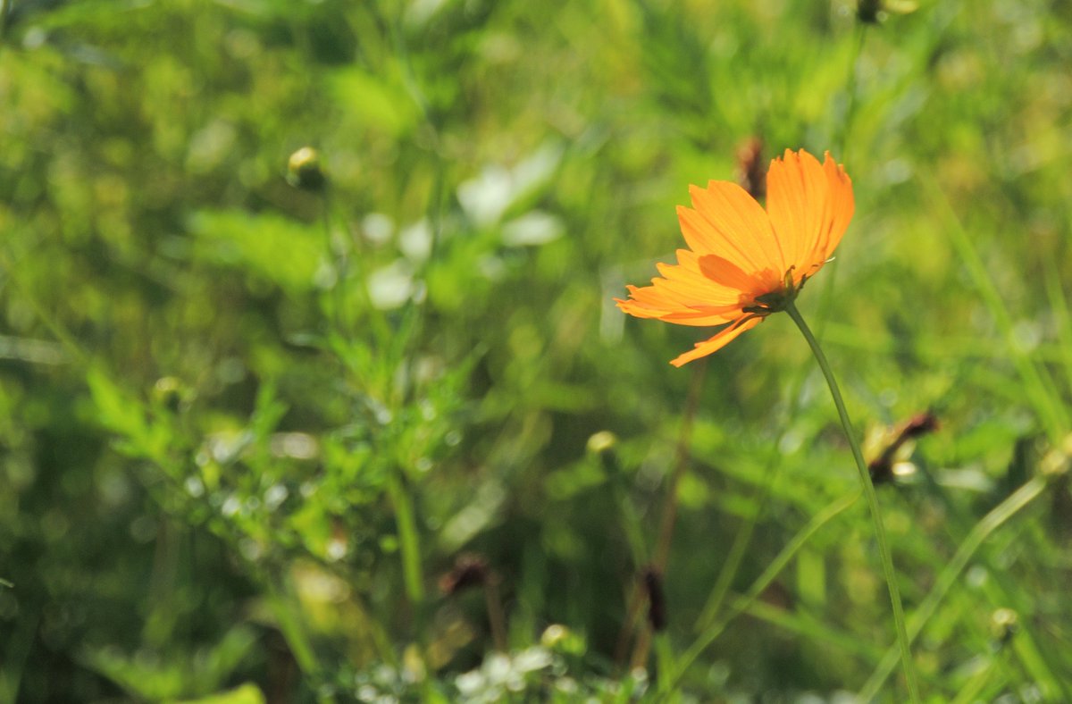 ponio421's tweet photo. 火事のあった団地の花壇にて

Nikon COOLPIX P510 https://t.co/gG0eGEurmJ