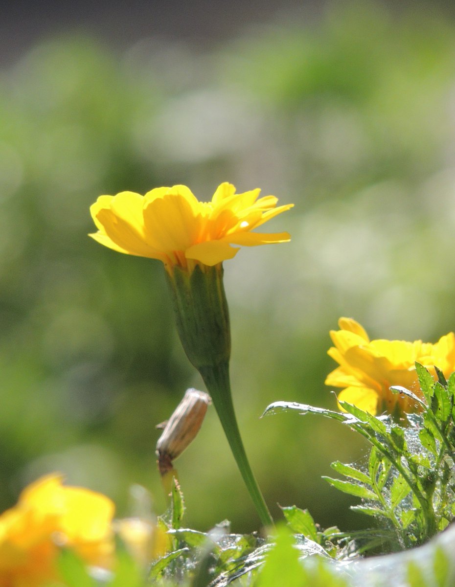 ponio421's tweet photo. 火事のあった団地の花壇にて

Nikon COOLPIX P510 https://t.co/1M0EyJ5JDe