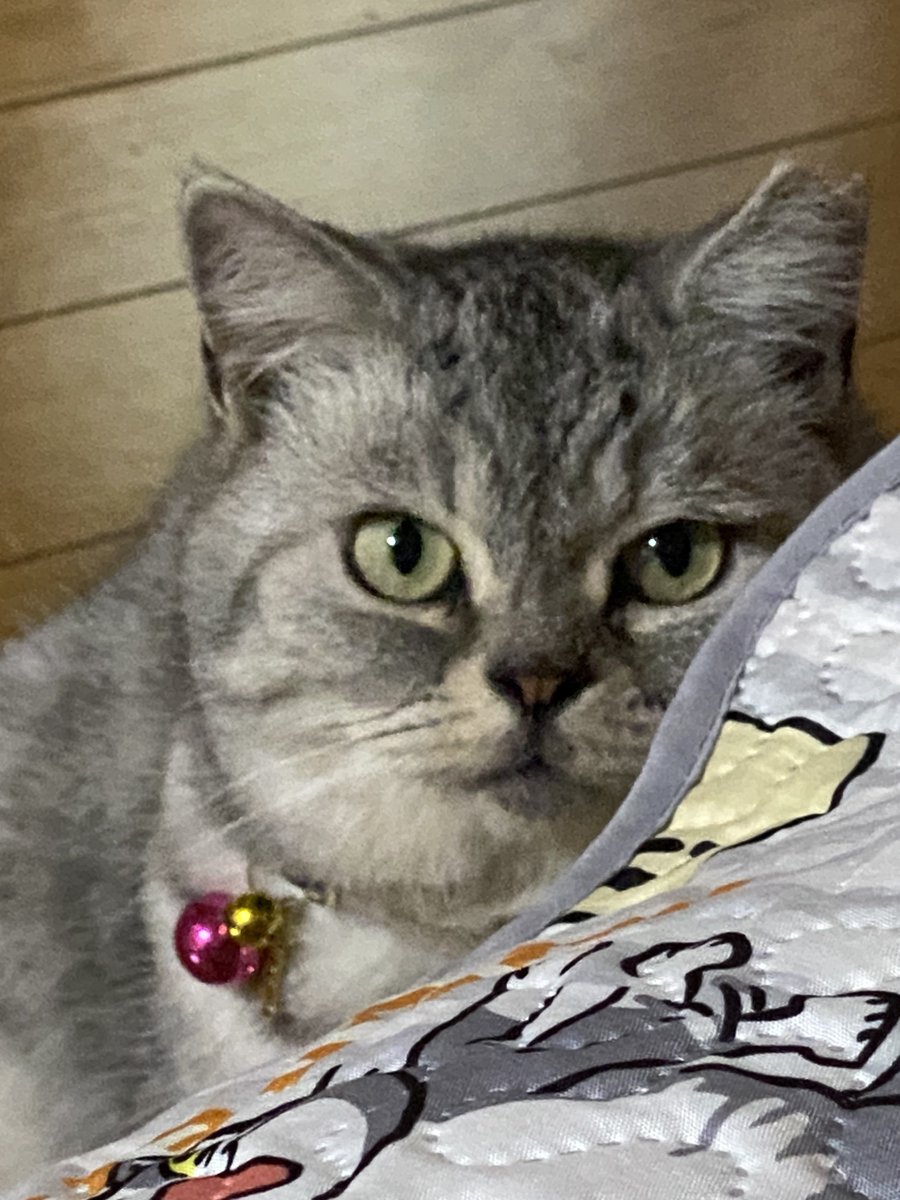 dddqd_'s tweet photo. うちのトトロ https://t.co/a33xdGk9LP