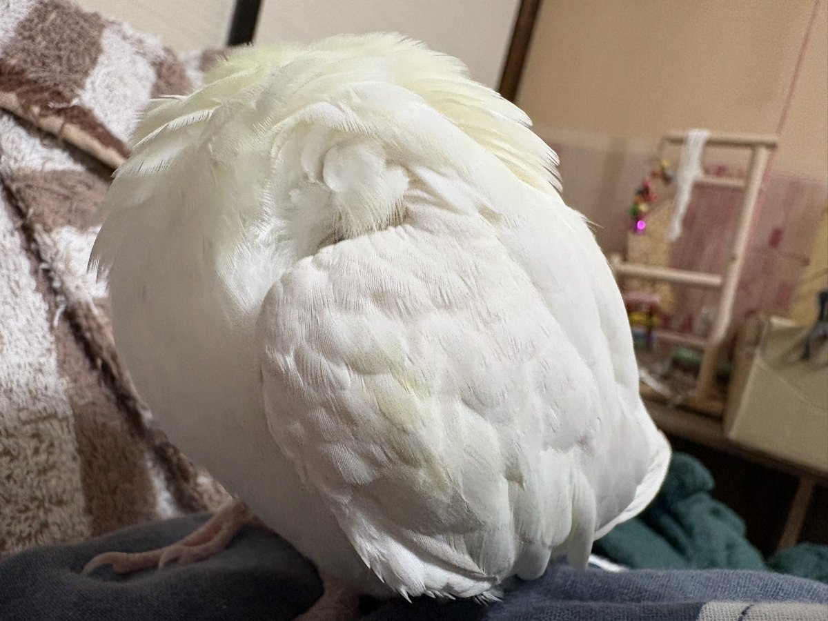 Azky3M's tweet photo. 昨日は映画に行ったのですが良きご縁に巡り会えましたわ。
そしてまんまるオカメインコ。
#オカメインコ https://t.co/L1mAx4Whs7