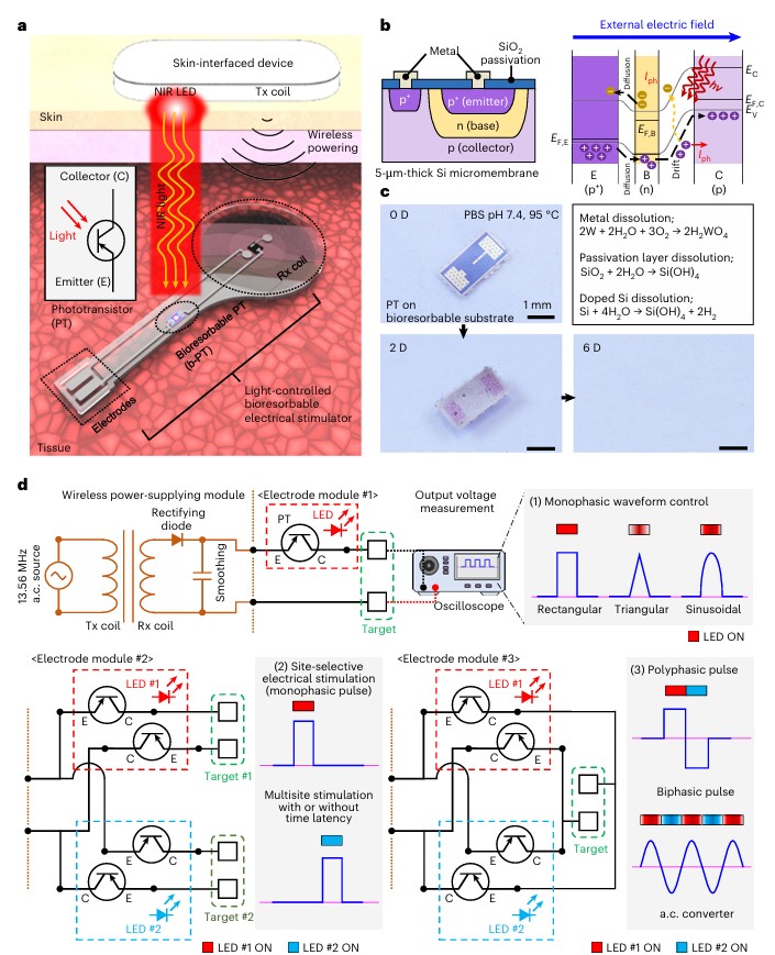 ProfJohnARogers's tweet photo. For an innovative piece of materials science and electrical engineering, take a look at our most recent paper in the area of bioelectronics, published today in the current issue of Nature Electronics – “A Wirelessly Powered, Light-Controlled, Bioresorbable Stimulation System With Programmable Polyphasic Waveforms.” https://t.co/zpmKA5zDiR. Here, we introduce a scheme in which light illumination serves as a mechanism for precisely shaping the temporal and spatial profiles of electrical stimulation delivered to targeted tissues by a battery-free, flexible implant. The work includes not only detailed studies of all of the aspects in engineering science but also elaborate examples in advanced forms of control of cardiac rhythms and respiratory patterns, via cardiac pacing and phrenic nerve stimulation, respectively. The key to device operation is in the combined use of small-scale coils for radio frequency power transfer and miniaturized bipolar junction transistors for optical modulation – all constructed in materials that support high-performance operation but are uniquely defined by their ability to dissolve naturally and harmlessly inside the body following stable operation over a clinically relevant timeframe for treatment of temporary patient conditions. The paper is the result, primarily, of the efforts of a remarkably talented pair of former postdoctoral fellows in the group – Prof. Jong Uk Kim (now on the faculty at @SKKUni1398) and Prof. Seung Gi Seo (now on the faculty at Kumoh National Institute of Technology) – also with essential contributions from Dr. Hongkai Wang and Dr. Eric Rytkin in medically relevant demonstrations. Of course, the various roles of the many other co-authors were also very important. Key senior investigators include Prof. @IEfimov  (cardiac), Prof. @ColinFranzMDphd  (phrenic), Prof. Sung Hun Jin (BJT processing) and Prof. ZHENQIANG MA (BJT physics). Thanks to everyone for the great collaboration! Also, thanks to Prof. @JunChenLab for writing a nice News and Views perspectives piece on our work, published alongside our paper in this issue of Nature Electronics! https://t.co/K4jRIWBLeT