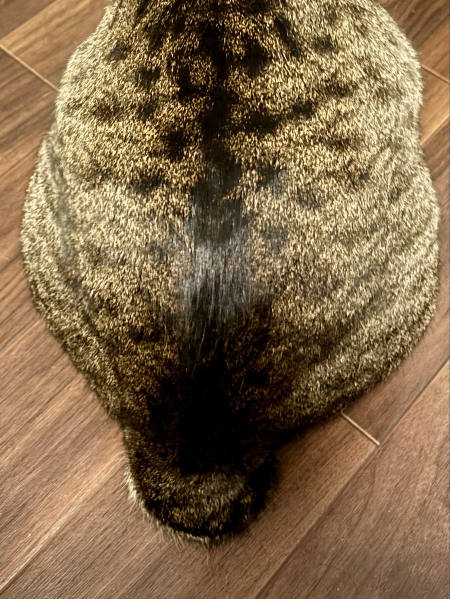 gomama212's tweet photo. #ねこのいる暮らし𓏲𓎨 
#ねこのいる幸せ
ろくちゃんのしっぽはトトロのしっぽ https://t.co/bWyxzejDIt