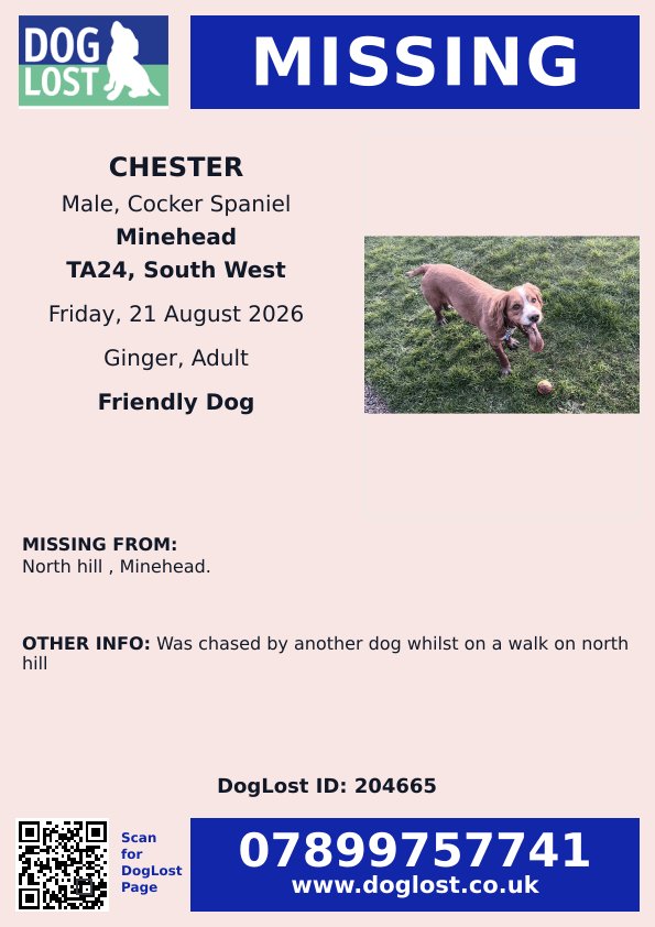 MissingPetsGB's tweet photo. ๐ North hill #Minehead #SOMERSET #TA24
#CockerSpaniel CHESTER has gone #missing today 21 August 2026 after he was chased by another dog whilst on a walk on North Hill.
Chester is chipped. Please don't chase if seen ๐ https://t.co/Dg8vsLz257 https://t.co/clXlbfwR70