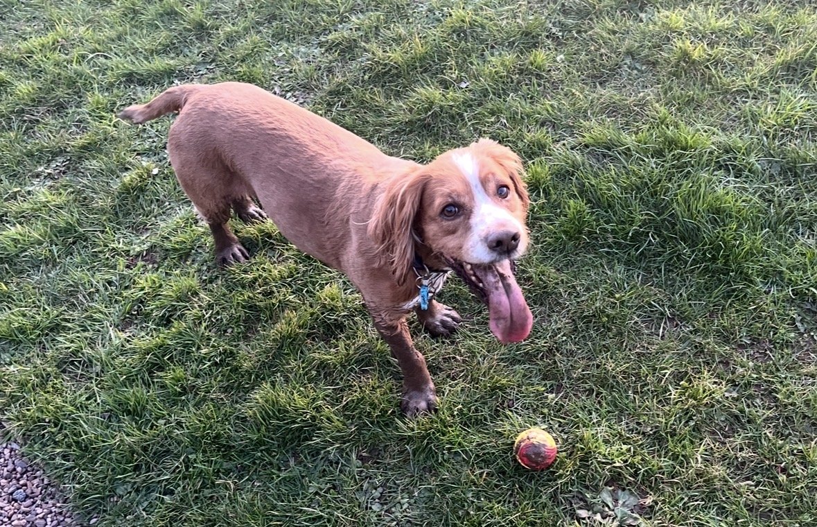 MissingPetsGB's tweet photo. ๐ North hill #Minehead #SOMERSET #TA24
#CockerSpaniel CHESTER has gone #missing today 21 August 2026 after he was chased by another dog whilst on a walk on North Hill.
Chester is chipped. Please don't chase if seen ๐ https://t.co/Dg8vsLz257 https://t.co/clXlbfwR70