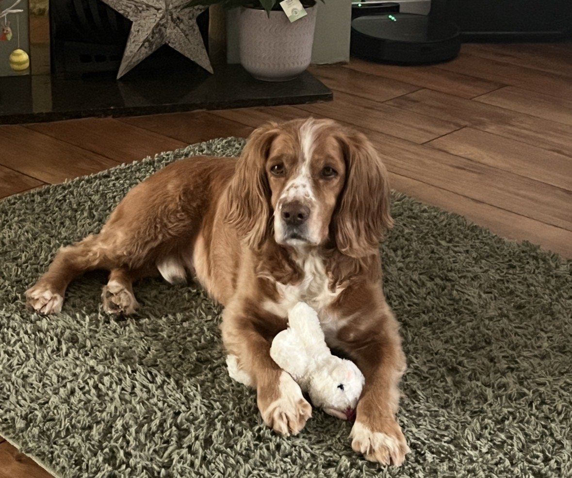 MissingPetsGB's tweet photo. ๐ North hill #Minehead #SOMERSET #TA24
#CockerSpaniel CHESTER has gone #missing today 21 August 2026 after he was chased by another dog whilst on a walk on North Hill.
Chester is chipped. Please don't chase if seen ๐ https://t.co/Dg8vsLz257 https://t.co/clXlbfwR70