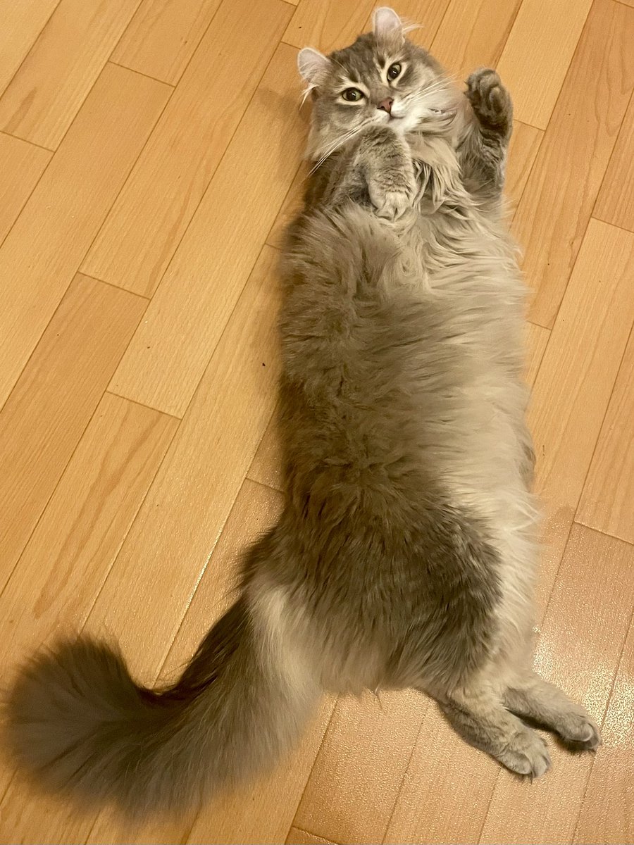 roicat0528's tweet photo. たぬたぬしてるねぇ https://t.co/iXpfyiaEFQ
