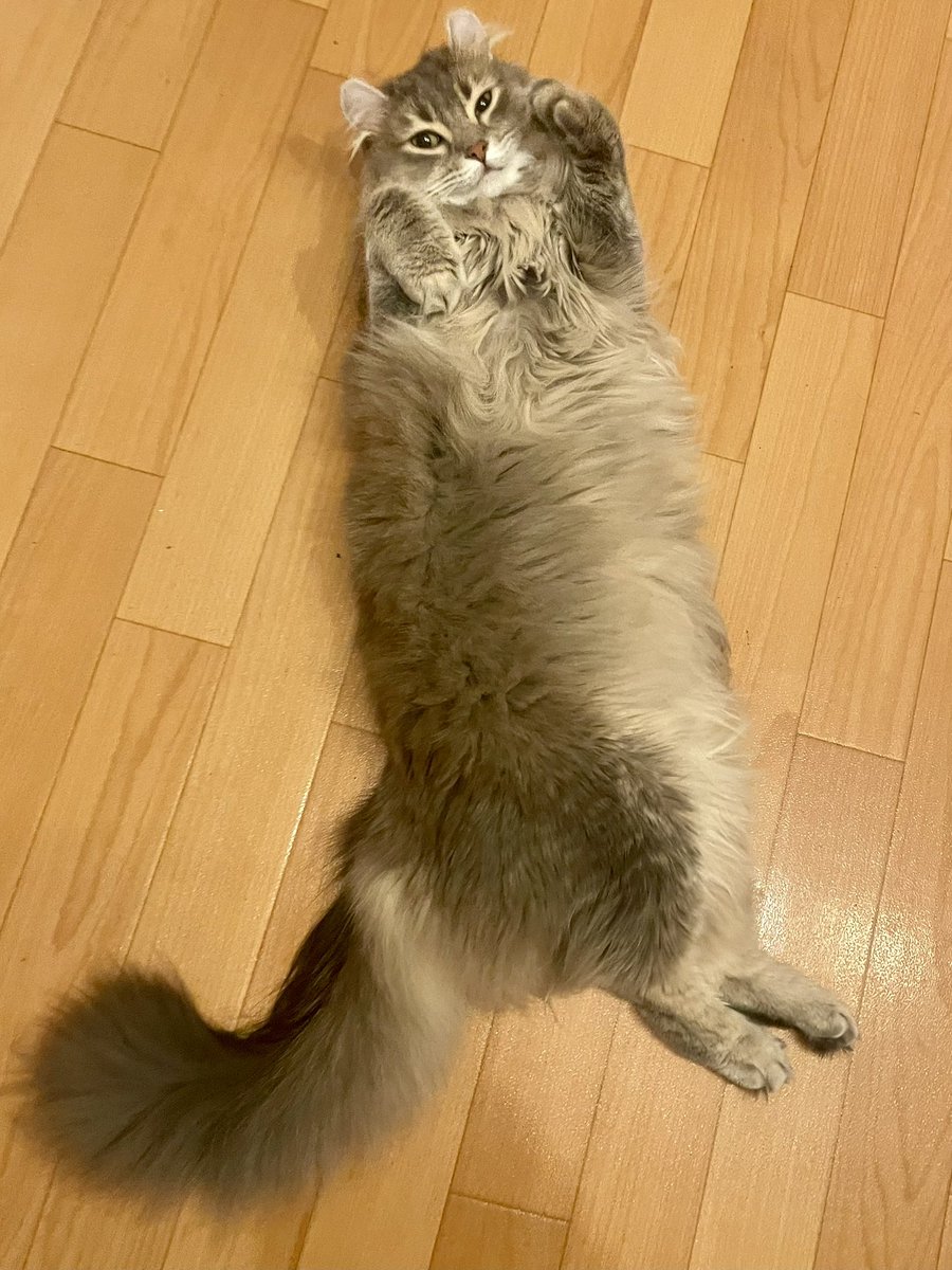 roicat0528's tweet photo. たぬたぬしてるねぇ https://t.co/iXpfyiaEFQ