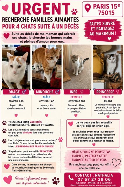 frimoussesbh's tweet photo. 🙏🙏 je relais 
Une dame de la résidence de ma mère est décédée et laisse derrière 4 chats
Sa fille ne peut pas les accueillir en raison de son vieux chien 
Faites tourner 
🙏🙏 https://t.co/AFOYoHxmPS