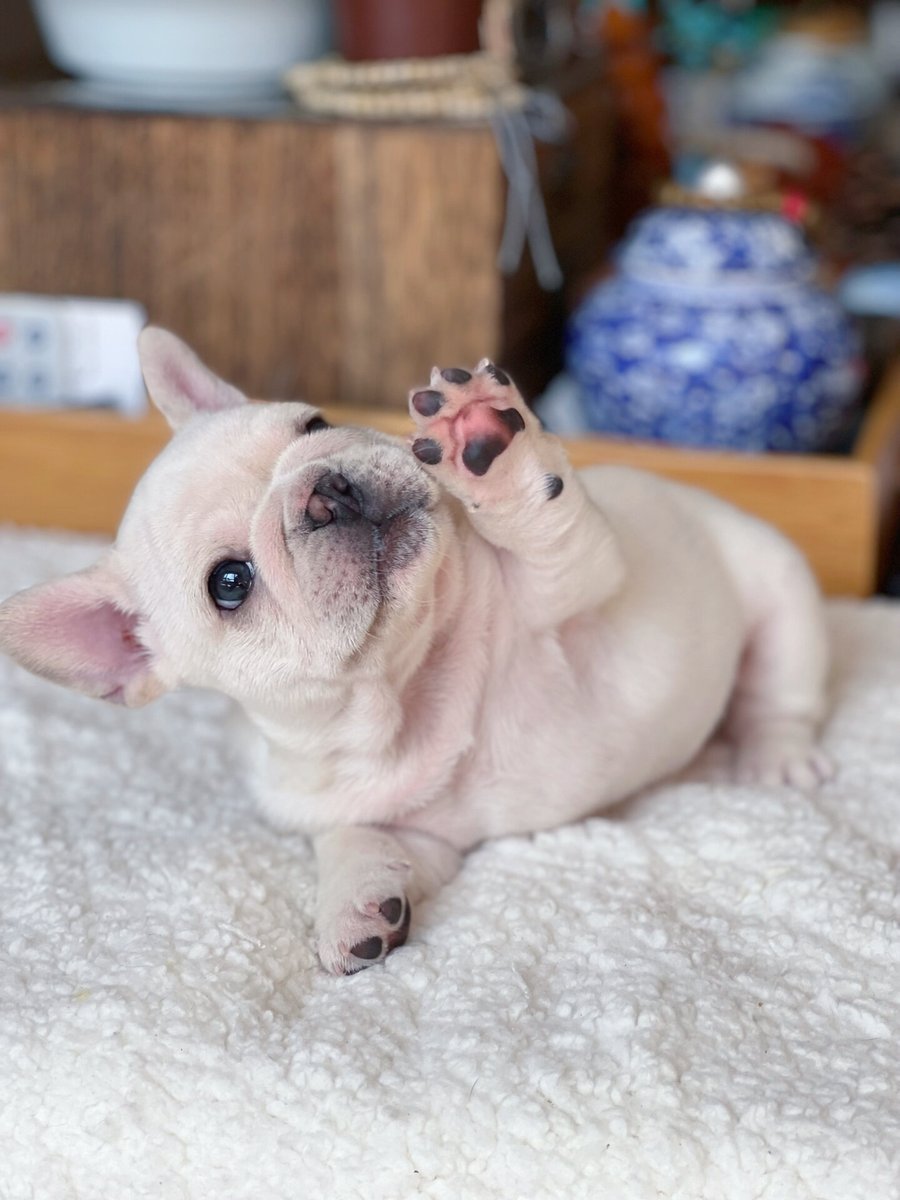 nonameeee124's tweet photo. My pup Mochi just hit 6 months old!  From a tiny wobbly furball to a zooming chaos gremlin who steals socks—growth hits different, and I’m here for every messy, sweet second https://t.co/nJsygtWO6p
