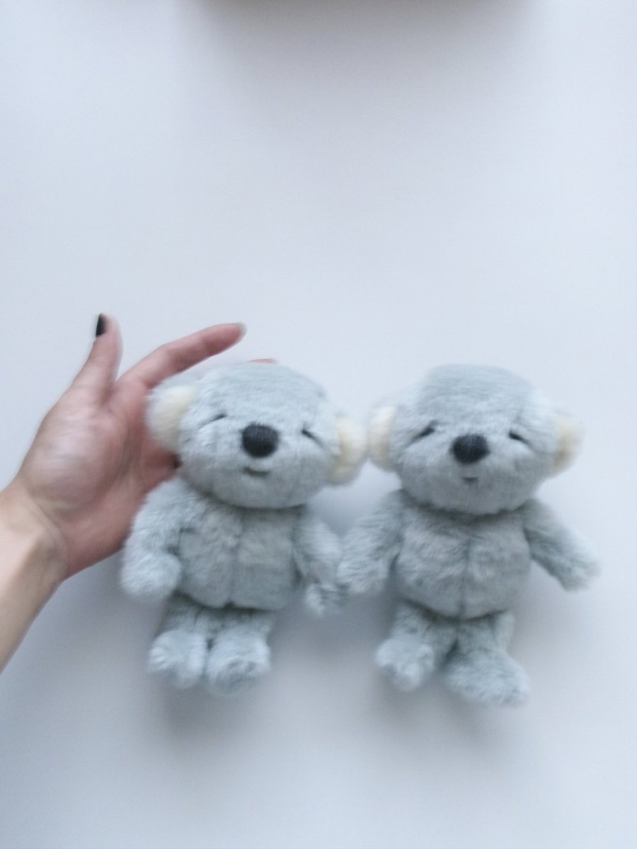 sobokoara's tweet photo. 〝各々〟（が共に）がすきです🐨🤝🐨 https://t.co/1AaeufJIGE