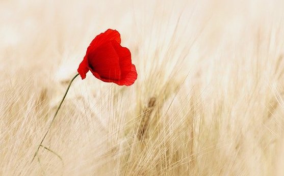 chicleson_'s tweet photo. also flower... https://t.co/EfVRAHtM5P