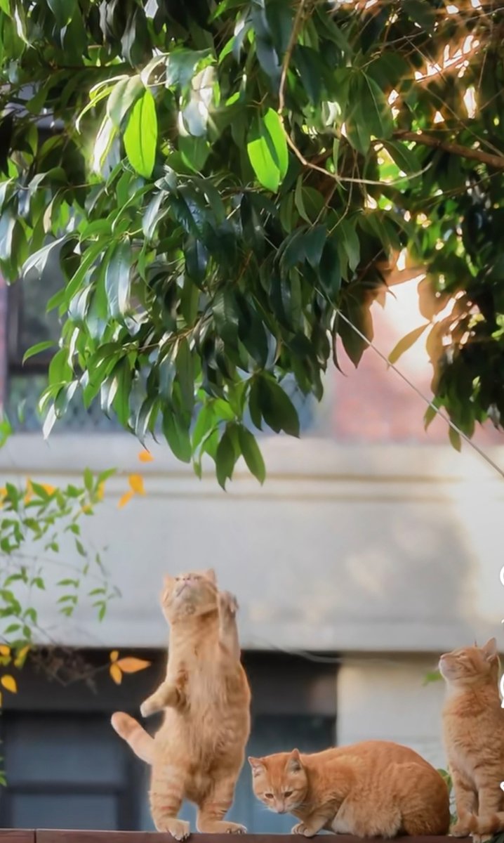 cheneeaponte's tweet photo. Wet Sunday breeze brings random street magic  Puddles reflecting the morning light, a stray cat napping on a sun-warmed bench—small joys hit different when you least expect 'em. #StreetVibes #CityMoments https://t.co/VP0vBDJvID