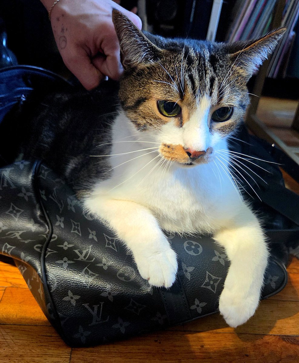 AkiraD's tweet photo. Click on #CatsOfTezos now, and you're welcome. 😆🙌🏻🐱🐈🐈‍⬛😻

If you have IG, you can see more content of my son, Quibby @quibbyandbuggie 🤗

#catsoftwitter #cats #thisiswhattheinternetisfor #tezos https://t.co/M1NavZNMSa