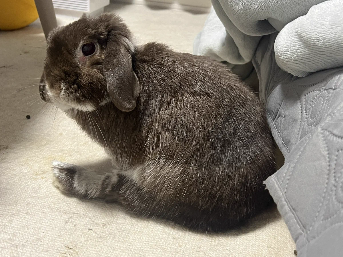 今日もうちのうさぎがかわいい on X / X