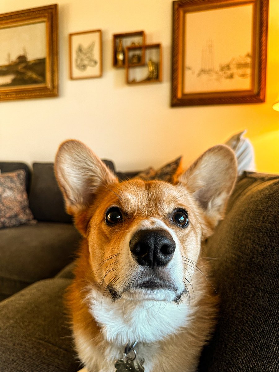 stephstylehome's tweet photo. warm tones, some vintage finds, and a little bit of our corgi named Louis 

slowly making our 1950’s house feel like home 🤎

#thriftedhome #vintagehome #vintage #cozyhomedecor #corgi https://t.co/AndWmzaK92