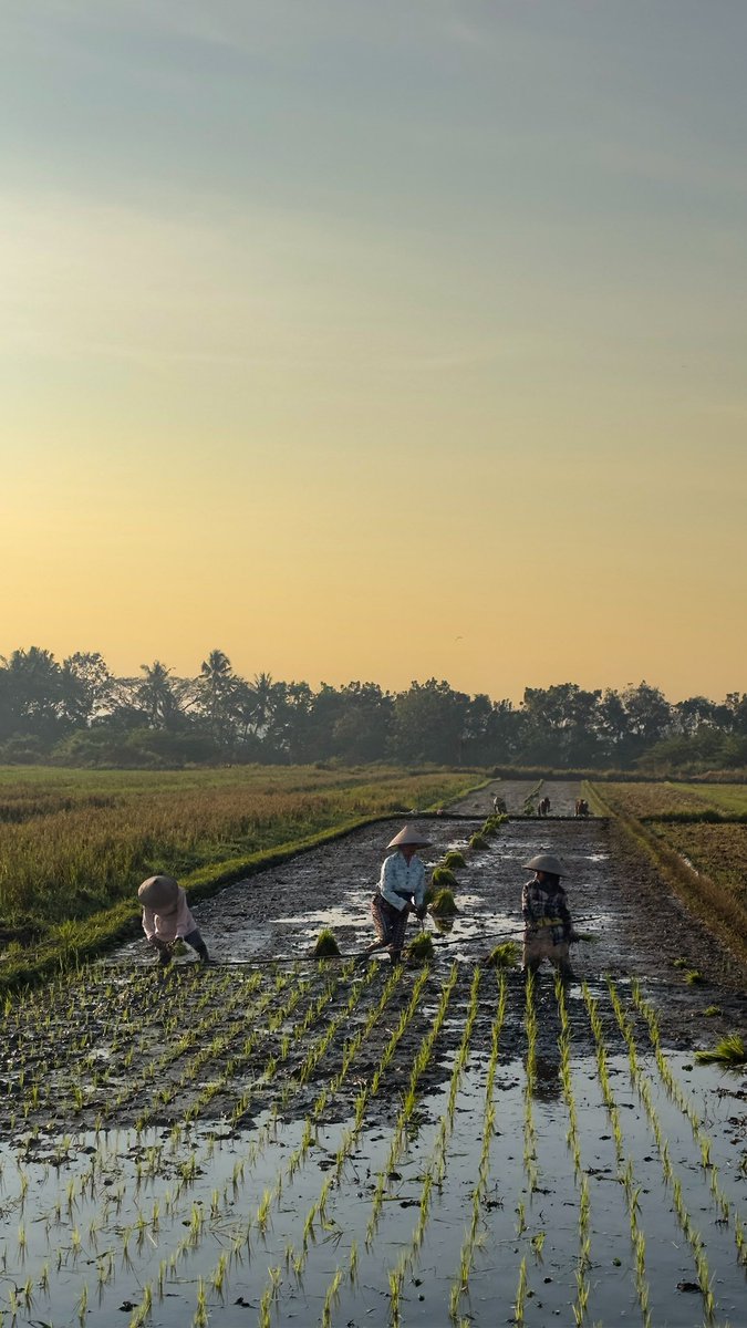 anindyabelle's tweet photo. Drop foto/video sawah di galerimu

Bismillah, jadi tuan tanah/sawah ya Allah. Tolong banget ini ya Allah😭. https://t.co/v3XurKsWLw