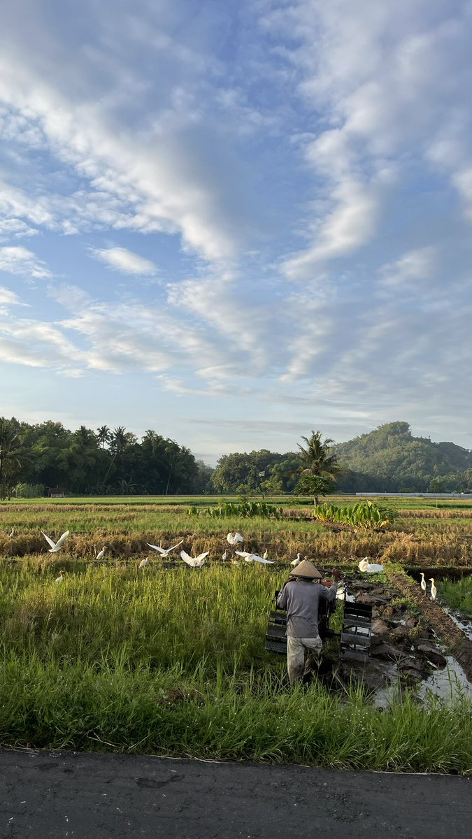 anindyabelle's tweet photo. Drop foto/video sawah di galerimu

Bismillah, jadi tuan tanah/sawah ya Allah. Tolong banget ini ya Allah😭. https://t.co/v3XurKsWLw