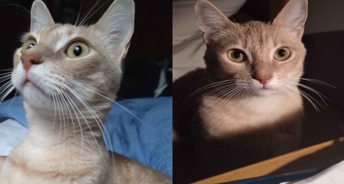 AlexeyAxiotis's tweet photo. this is the same creature. https://t.co/h8kwk4KhdX