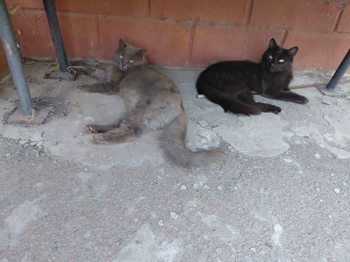 TipsyParrot's tweet photo. Гопота https://t.co/Bgneh2uxWP
