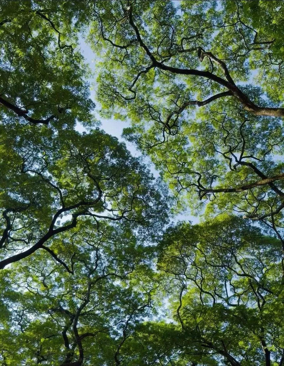 artindetails's tweet photo. cracks of light in a sea of green https://t.co/HTdstGBIzg